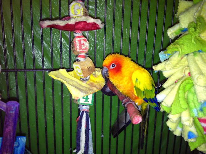 Good Steward Pet Sitting Service