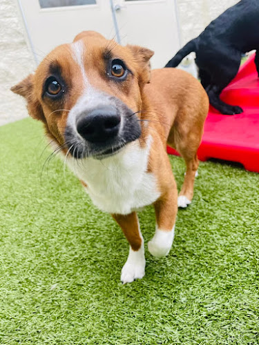 K9 Resorts Luxury Pet Hotel Rogers