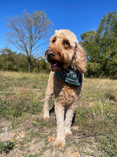 The Pet Sitting Company, LLC