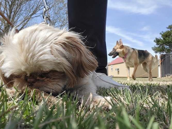 Whiskers and Wet Noses Pet Sitting